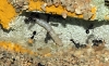 Formica Subrufa