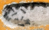 Formica