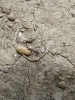 formica subrufa con pupa