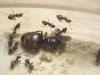 lasius niger alemania