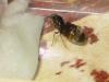reina lasius niger de francia