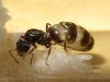 Reina Lasius niger con cr�as