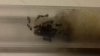 lasius