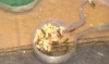 lasius