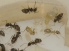 Lasius niger