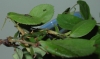 lasius con pulgones
