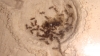 lasius niger