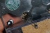 lasius