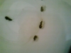 posilbes_lasius_1