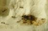 Lasius Niger