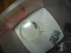 Lasius niger