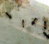 Obrera Lasius niger recién nacida
