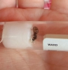 Lasius niger 2