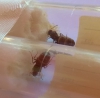 Lasius niger