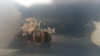 Lasius_capullus