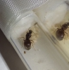 Lasius niger