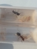 Iberoformica subrufa