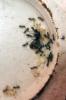 Colonia Lasius niger