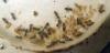 Colonia Lasius niger
