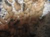 Lasius niger01