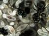Lasius niger04