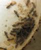 Colonia Lasius niger