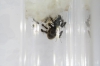 Lasius Niger