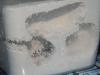 Lasius Niger