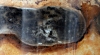 Lasius Niger - Generación 2011