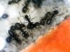 Lasius alimentando larva