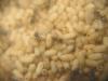 Lasius nh12