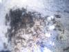 Lasius niger05