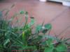 Lasius niger vuelo-02