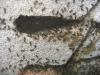 Lasius nv06