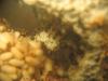 Lasius nv10