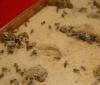 GINEBRA - detalle hormigas