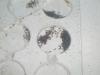 lasius