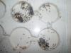 mis lasius 23-6 b