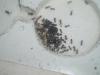 mis lasius 23-6 c
