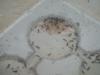 mis lasius 28-8