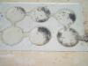 mis lasius 4-10
