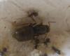 Lasius Niger