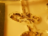 reina lasius niger