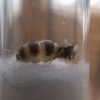 reina lasius (gaster)