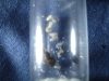 reina lasius