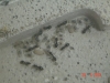 larvas lasius