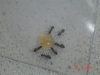 lasius bebiendo