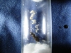 reina lasius