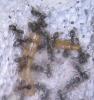 lasius niger1