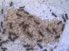 lasius niger2